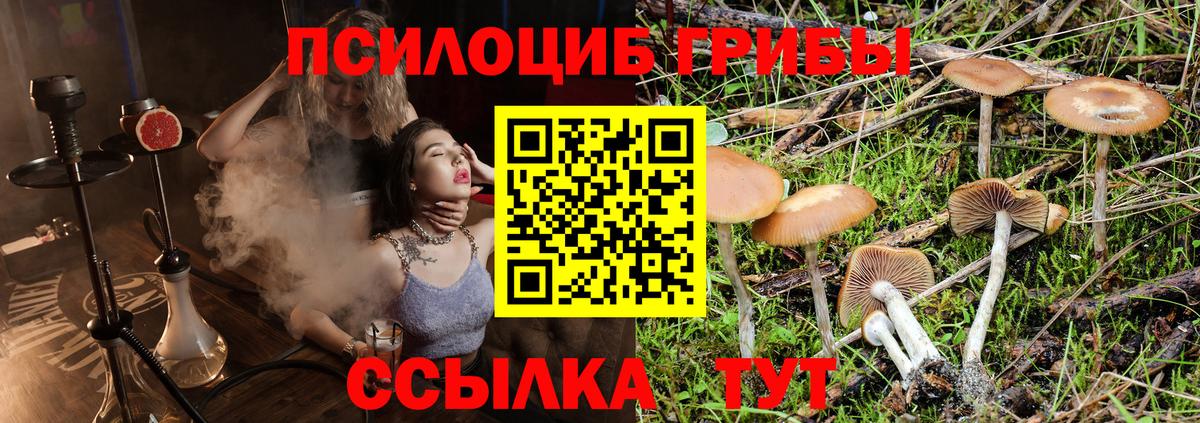 Псилоцибиновые грибы Cubensis Карабулак